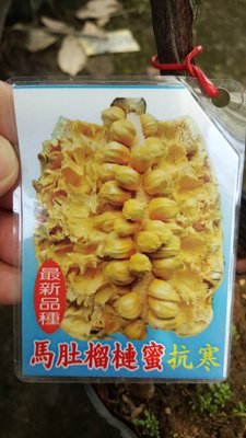 ╭＊田尾玫瑰園＊╯新品種水果苗-(馬肚榴槤蜜)高50cm900元