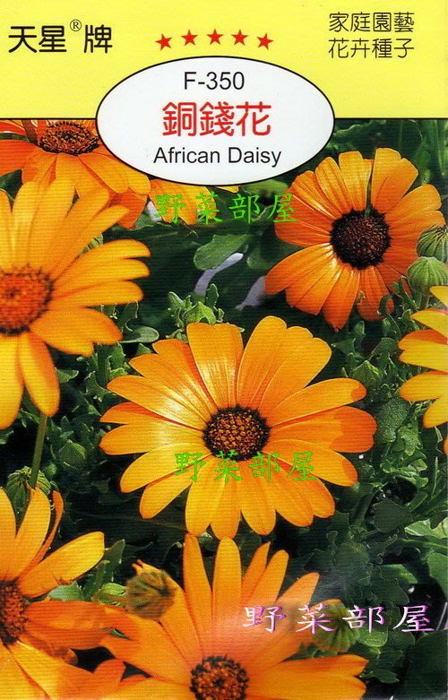 野菜部屋 Y28 銅錢花african Daisy 天星牌原包裝種子 每包15元 Yahoo奇摩拍賣