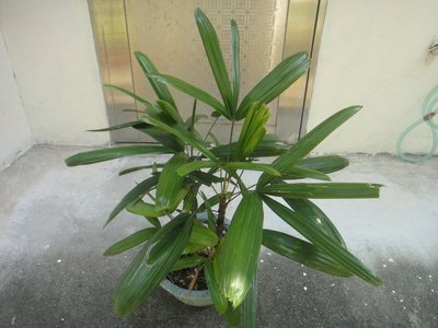 芳草園 －觀音棕竹「青葉品小達摩錦」盆栽