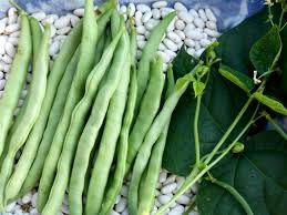 Snap Bean【蔬果類種子】每包約10粒