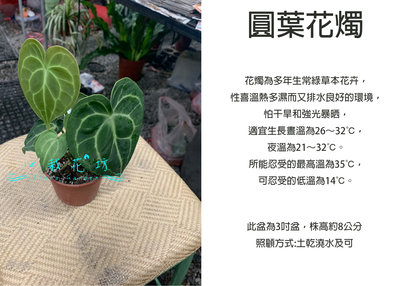 心栽花坊-圓葉花燭/3吋盆/綠化植物/室內植物/觀葉植物/售價180特價150