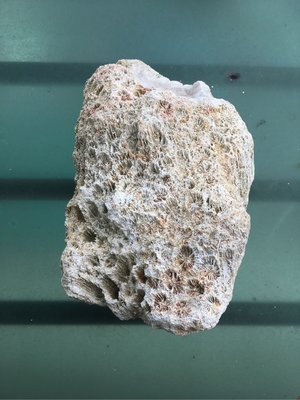 珊瑚化玉 原石