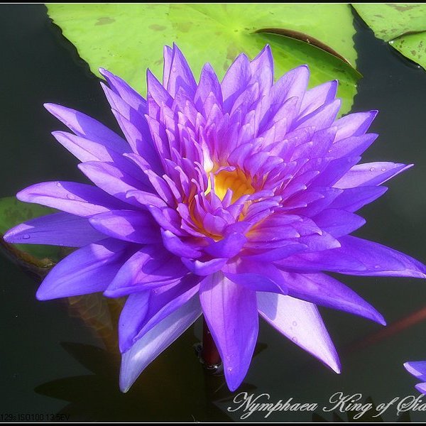 水世界蓮花 泰國珍稀熱帶系睡蓮香水蓮泰國國王nymphaea King Of Siam 帶花 苞成株 Yahoo奇摩拍賣