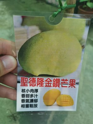 ╭＊田尾玫瑰園＊╯ 新品種水果苗(聖德隆金鑽芒果)高50cm800元