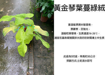 心栽花坊-黃金琴葉蔓綠絨/蔓綠絨/6吋盆/觀葉植物/室內植物/售價400特價350
