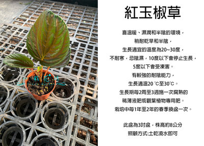 心栽花坊-紅玉椒草/Peperomia rugosa/3吋盆/觀葉植物/室內植物/售價70特價60