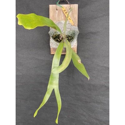 鹿角蕨-普鹿X爪哇-水耕植物-療癒植物-文青植物、蕨類植物、雨林植物-IG網紅室內植物-上板植物-天南星-觀葉