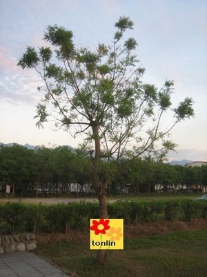 ╭☆東霖園藝☆╮超優質樹種(爛心木)黃連木-苗木 ..高級樹種-庭園樹-盆景
