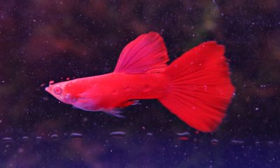 【成崧水族】全紅白子一對 全紅白子 孔雀魚 小型魚 熱帶魚