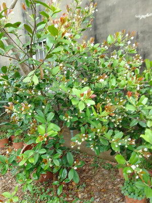 四窩花果園---巴西甜櫻桃(樹齡約11年)