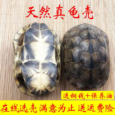 天然真烏龜殼手把件中華草龜殼裝飾擺件龜板龜甲完整不掉皮不裂縫