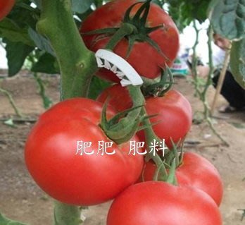 【肥肥】番茄果柄保護夾110個 番茄果柄夾 避免番茄花穗柄彎折 現貨供應中 可回收循環使用