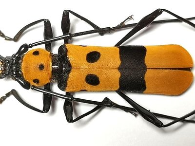 【熱賣精選】老撾原始雨林超罕見天牛甲殼蟲標本珍藏