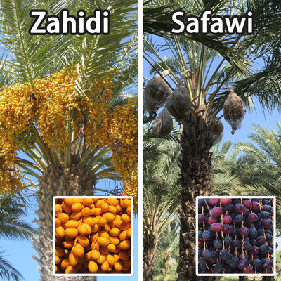 椰棗種子(Zahidi + Safawi)10顆 #進口純種