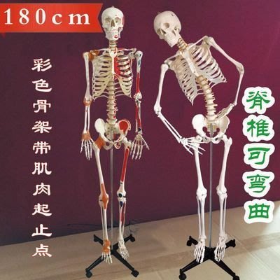 促銷打折 人體骨骼模型170cm180骷髏骨架彩色肌肉起止點韌帶散骨素描促銷~