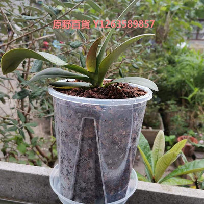 青山控根盆花盆透明蝴蝶蘭蔓綠絨竹海芋專用加厚盆室內園藝桌面