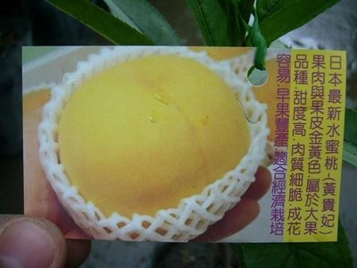 ╭＊田尾玫瑰園＊╯ 新品種水蜜桃-日本(黃貴妃)甜度高-大果品種