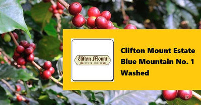 生豆✨5KG｜牙買加 克里福頓莊園 藍山 No.1 水洗｜咖啡生豆 COFFEE BEAN