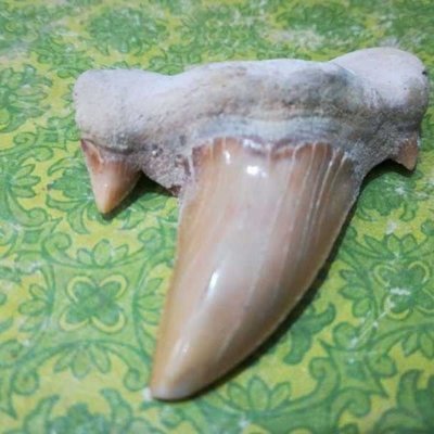 大鯊魚牙齒古生物化石奇石原石寶石教學標本珍藏品礦石菊石手把件凌雲閣化石隕石 促銷