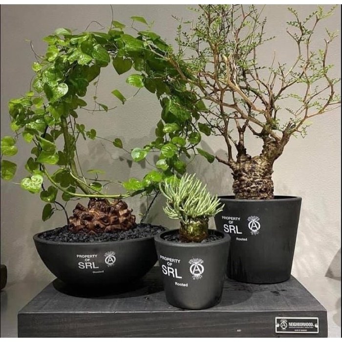 Neighborhood SRL BAPE NBHD PLANT POT 鉢 - その他