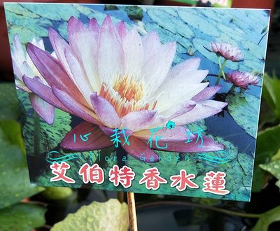 心栽花坊-艾伯特香水蓮/睡蓮/1尺吋盆/水生植物/觀花植物/售價800特價650