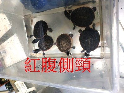 ~新鮮魚水族館~實體店面 吃飼料 紅腹側頸龜 微笑龜 紅腹龜 約2.5~3.5公分健康活潑