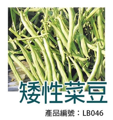 *滿1200免運*【LB046】DIY種子栽種 成就滿滿~矮性菜豆【園丁花圃】