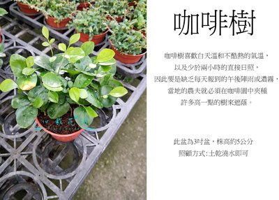 心栽花坊-七里香/3吋/綠籬植物/開花植物/綠化環境/售價40特價35
