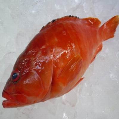 【澎湖七星斑(紅條魚)-約0.7kg/尾】新鮮魚貨乾淨處理產地直送(秤重計價)-2501003