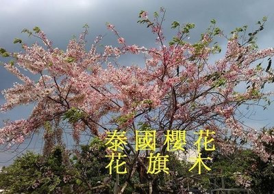 ╭☆東霖園藝☆╮新興庭園用樹- (花旗木)泰國櫻花.花期2-3個月.花粉紅色--