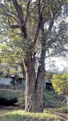 【竹林農莊】 老樟樹 3尺面      漂亮 庭園主樹