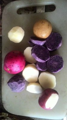 彩色馬鈴薯、彩色土豆、馬鈴薯、土豆(大葉克泥伯[小][白皮白肉][單顆])