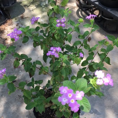 長綠灌木：淡紫色馬櫻丹小盆栽