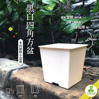 【小鮮肉肉】植栽小方盆 2吋 黑白兩色 塑膠加厚 多肉 栽培盆 花盆 四角盆