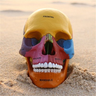 【熱賣精選】4D MASTER 頭部骨骼拼裝骷髏模型彩色人頭骨模型醫學教學模型