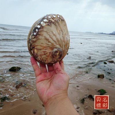 【熱賣精選】天然海洋大貝殼海螺非洲鮑魚殼標本貝殼多肉盆景魚缸造景婚慶布置，