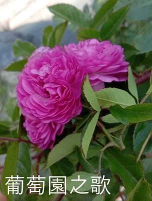 (缺貨中)花花世界_玫瑰苗--葡萄園之歌，--紫色小輪強香蔓性/3.5吋黑軟盆/高10-30公分/MA