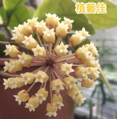 [植藝佳]毬蘭 鐘花 蘿藦科 枝條下單現剪  攀藤植物