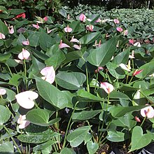 室內 切花 多年草本植物 火鶴花 淺粉 3吋 高5 15公分 觀賞性質佳耐陰 花精靈植物的家 Yahoo奇摩拍賣