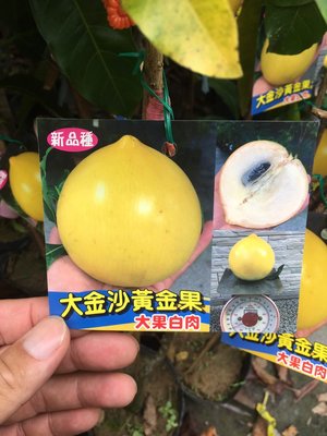 ╭☆東霖園藝☆╮新興果樹-黃金果(大金沙黃金果)--嫁接苗-產量大