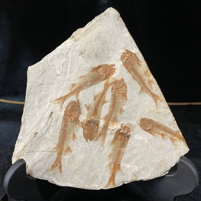 群魚狼鰭魚化石  植物化石昆蟲化石 ,送支架,15—25厘米全國凌雲閣化石隕石 促銷