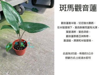 心栽花坊-斑馬觀音蓮/3吋/綠化植物/室內植物/觀葉植物/售價300特價250