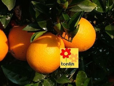 ╭☆東霖園藝☆╮水果苗---廣東(紅江橙)紅香橙柳丁--贏得中國