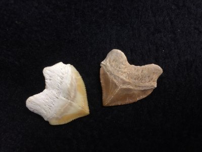 【小川堂】鯊魚牙齒 大白鯊牙齒 大堡礁 澳洲 早期收藏 非保育類 化石 收藏標本 齒化石 避邪 化煞 保證真品