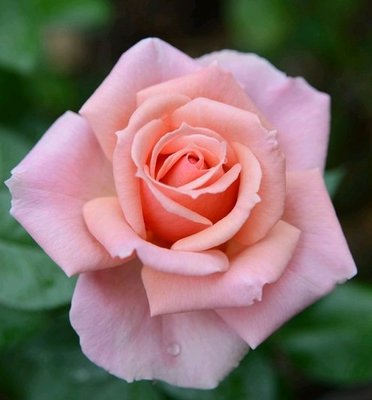 玫瑰競賽 Tournament of Rose。悠遊山城(創始店)5-6吋盆玫瑰~特價250
