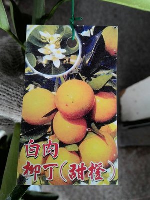 ╭☆東霖園藝***水果苗---(白肉柳丁)甜橙--柳丁--- 另有多種品種