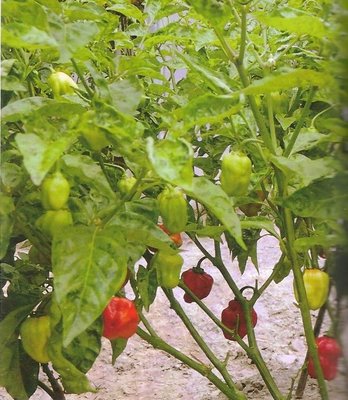 【大包裝蔬菜種子L081】紅魔鬼椒，辣度達100萬度，2007年辣度打破世界紀錄的辣椒品種！