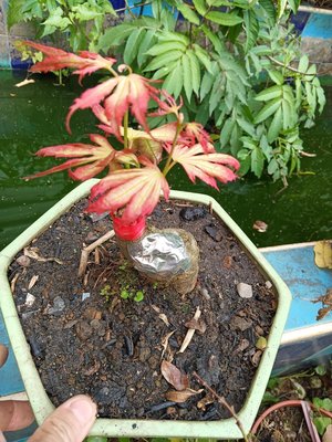 特殊少見日本紅楓樹槭樹，老粗頭造型漂亮小品盆栽，2980元優惠郵局免運費好種植喜歡全日照潮濕的環境