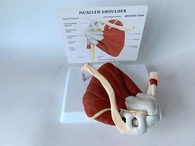 【熱賣精選】人體骨骼肩甲骨帶鎖骨肌肉模型 骷髏人骨架關節功能韌帶醫學教具