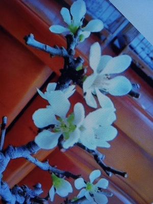 特殊少見的日本品種白色長壽梅花2，造型漂亮小品盆栽盆景，會開花結果，很好種植，便宜賣1600元超商取貨免運費